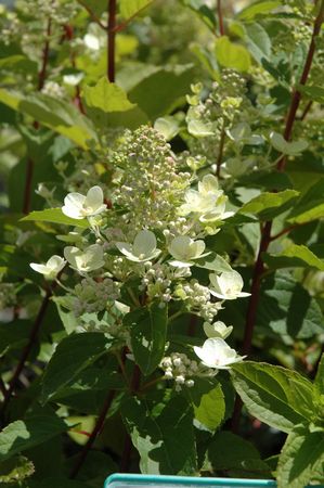 Hydrangea paniculata Limelight